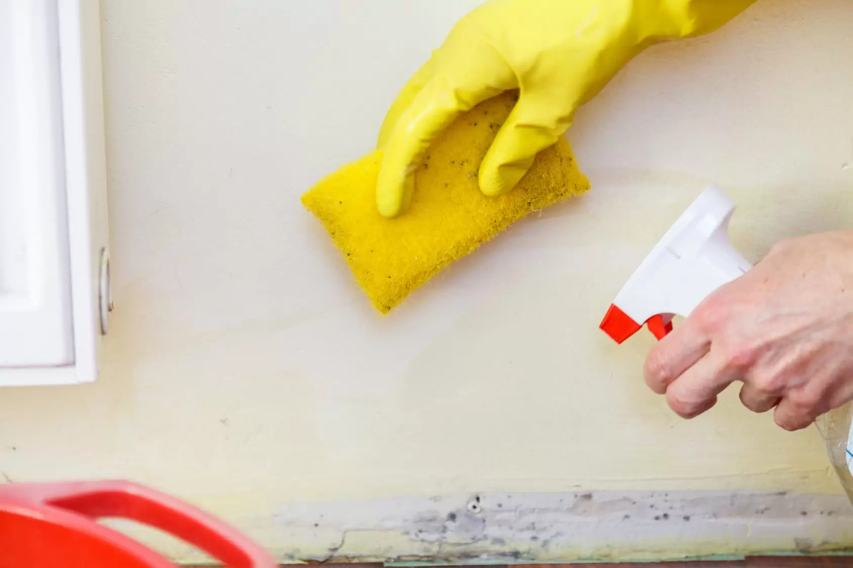 Professional Mold Removal Teams Eliminate Persistent Infestations And Structural Damage