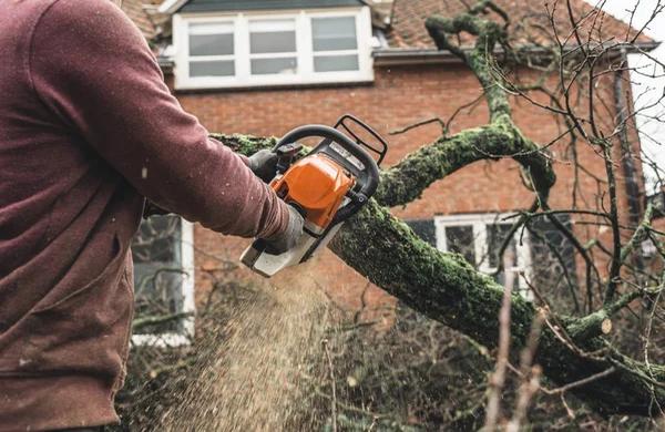 Sindt Tree Service Your Go-To Team for Tree Service Auburn