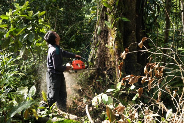 Affordable Tree Trimming with Clean and Quick Results