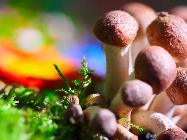 Educating Customers About Cannabinoid vs Mushroom Products: What Works Best
