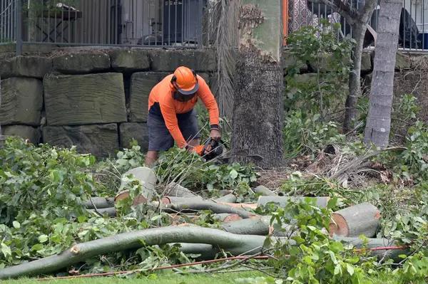 Complete Tree Service South Lake Tahoe Solutions for Homeowners
