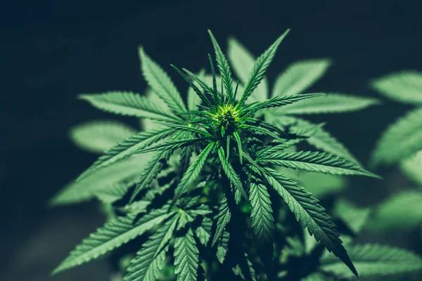 Smart Ways to Compare Hemp Products Before Making a Purchase