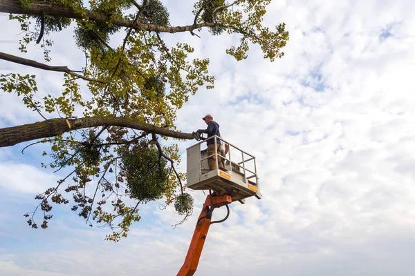 Expert Tree Cutting Service You Can Trust